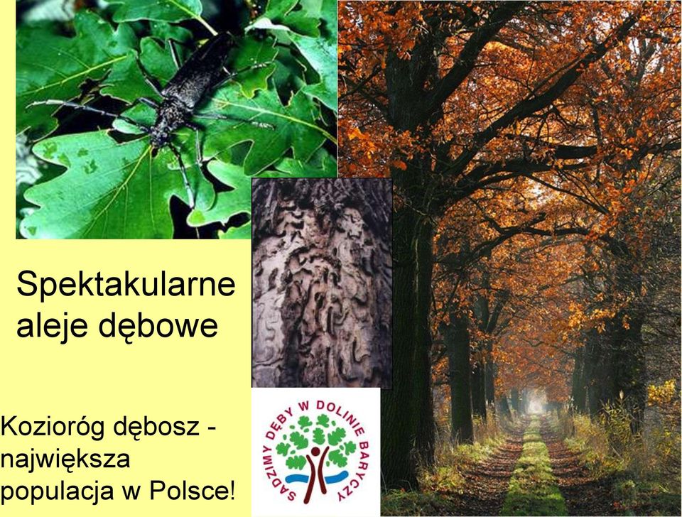 Kozioróg dębosz -