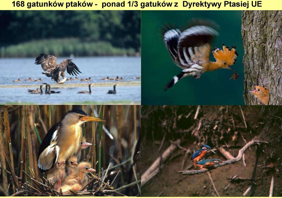 1/3 gatuków z