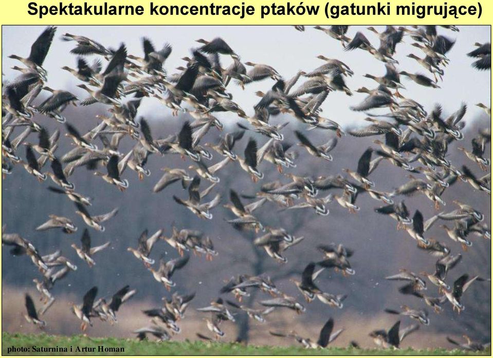 (gatunki migrujące)
