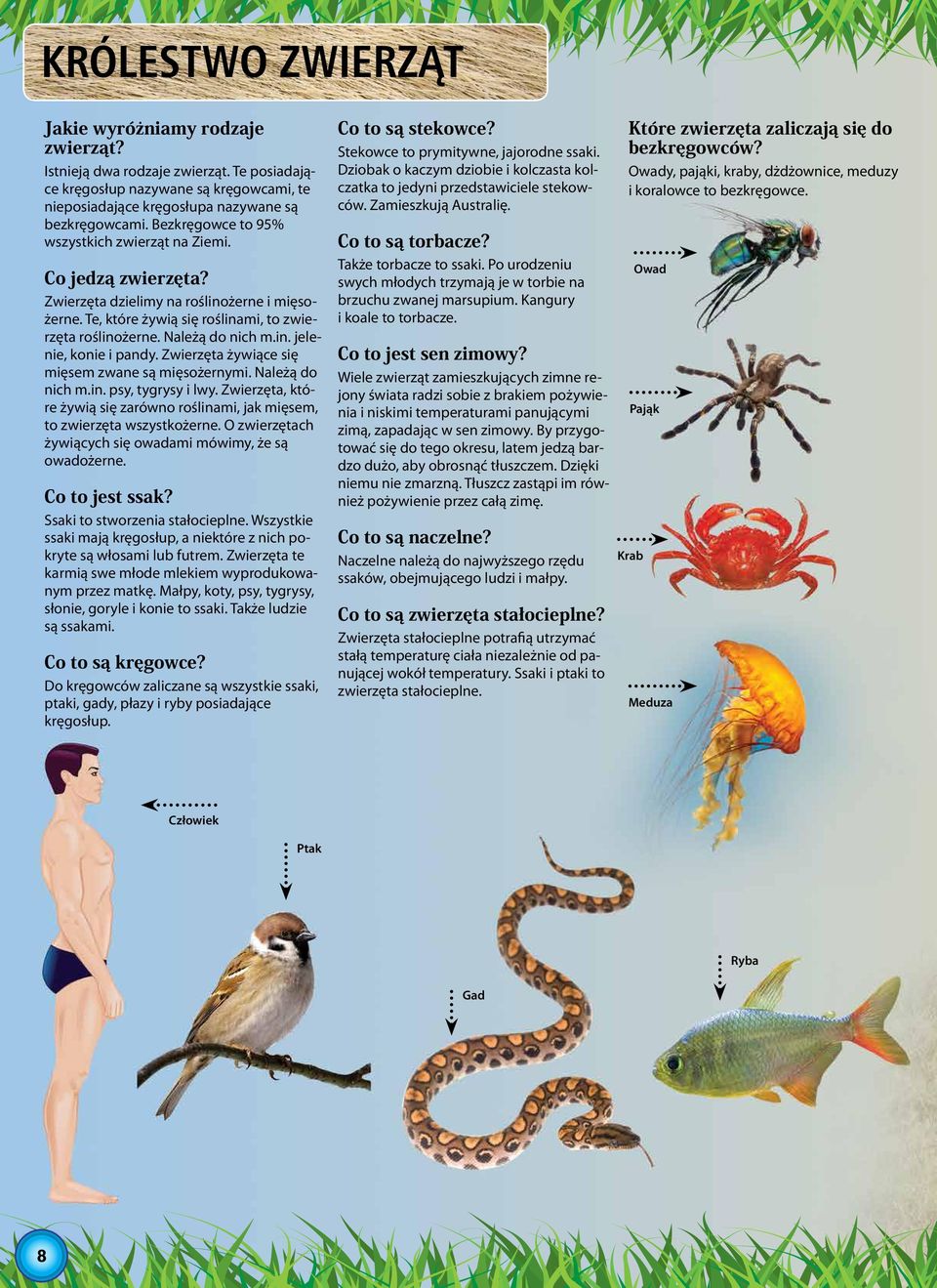 Zwierzęta żywiące się mięsem zwane są mięsożernymi. Należą do nich m.in. psy, tygrysy i lwy. Zwierzęta, które żywią się zarówno roślinami, jak mięsem, to zwierzęta wszystkożerne.