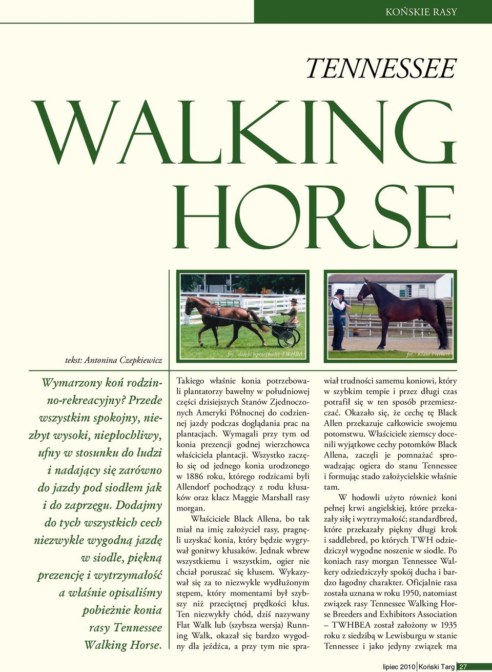 Dodajmy do tych wsystkich cech niewykle wygodną jadę w siodle, piękną preencję i wytrymałość a właśnie opisaliśmy pobieżnie konia rasy Tennessee Walking Horse. fot.: dięki uprejmości TWHBA fot.