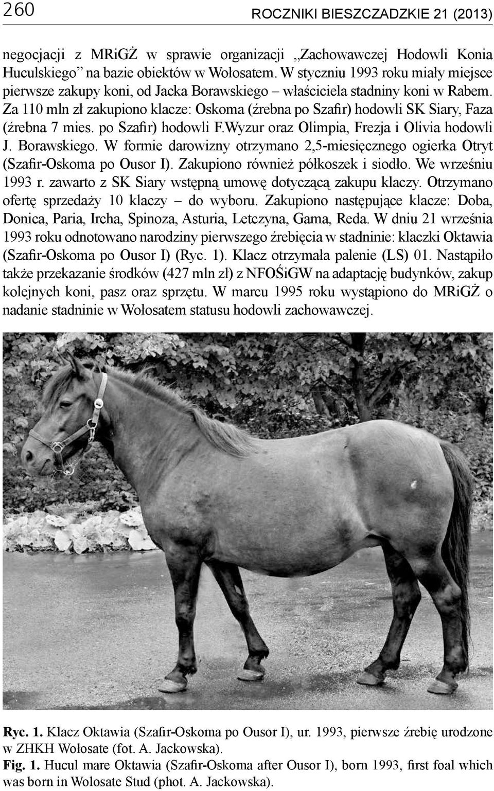 Za 110 mln zł zakupiono klacze: Oskoma (źrebna po Szafir) hodowli SK Siary, Faza (źrebna 7 mies. po Szafir) hodowli F.Wyzur oraz Olimpia, Frezja i Olivia hodowli J. Borawskiego.
