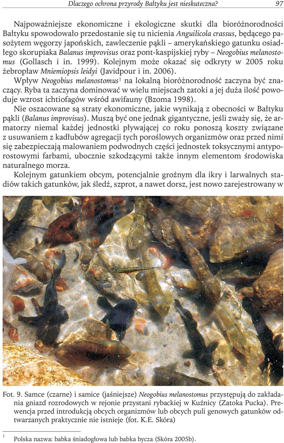 amerykańskiego gatunku osiadłego skorupiaka Balanus improvisus oraz pont-kaspijskiej ryby Neogobius melanostomus (Gollasch i in. 1999).