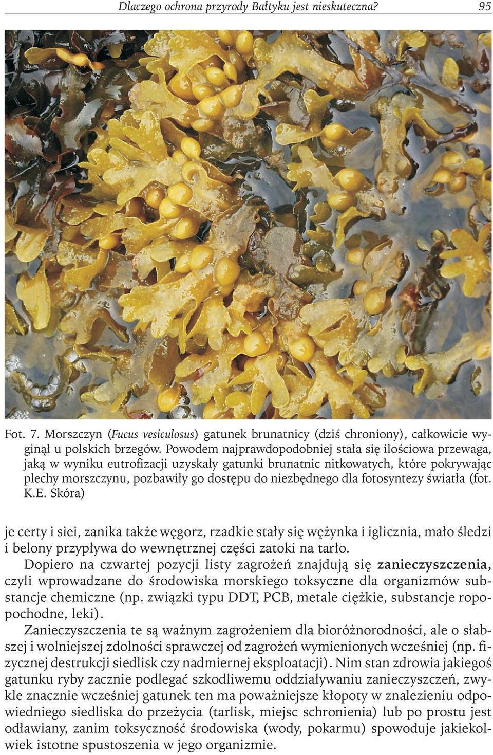 fotosyntezy światła (fot. K.E. Skóra) je certy i siei, zanika także węgorz, rzadkie stały się wężynka i iglicznia, mało śledzi i belony przypływa do wewnętrznej części zatoki na tarło.