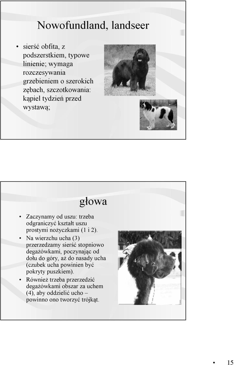 Na wierzchu ucha (3) przerzedzamy sierść stopniowo degażówkami, poczynając od dołu do góry, aż do nasady ucha (czubek ucha