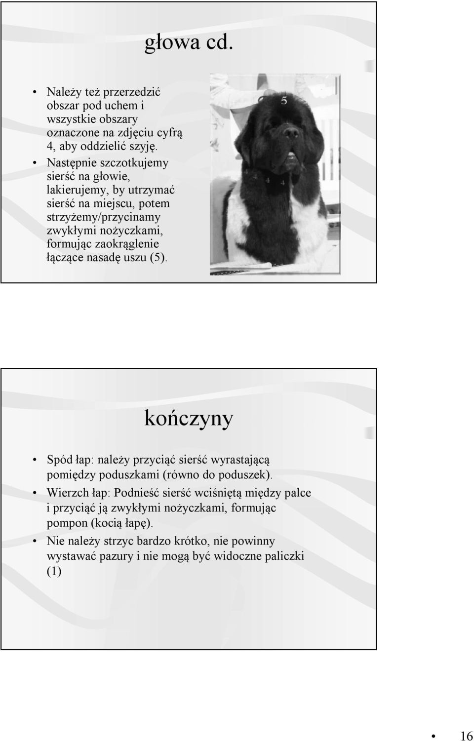 zaokrąglenie łączące nasadę uszu (5). kończyny Spód łap: należy przyciąć sierść wyrastającą pomiędzy poduszkami (równo do poduszek).