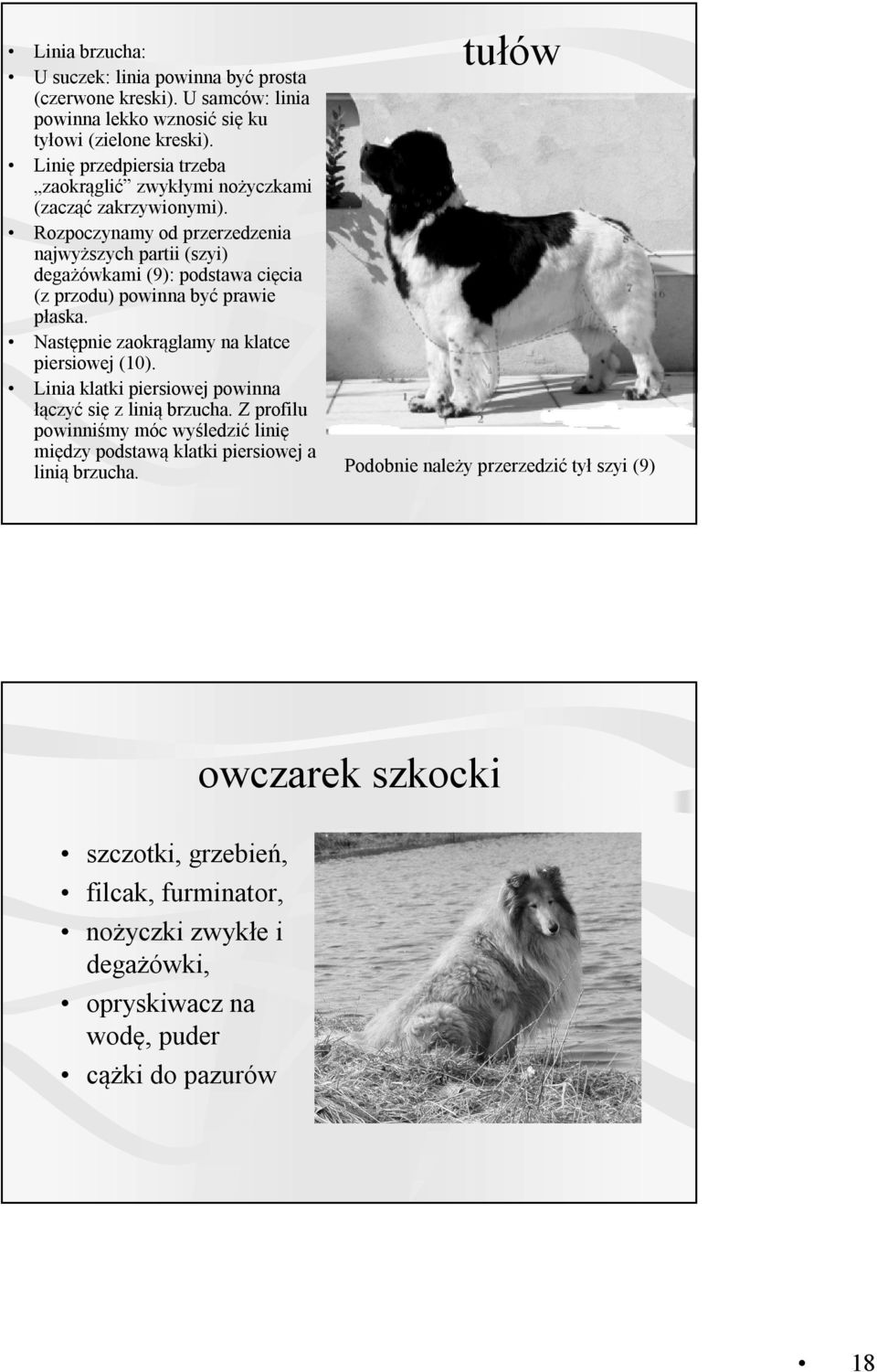 Rozpoczynamy od przerzedzenia najwyższych partii (szyi) degażówkami (9): podstawa cięcia (z przodu) powinna być prawie płaska. Następnie zaokrąglamy na klatce piersiowej (10).