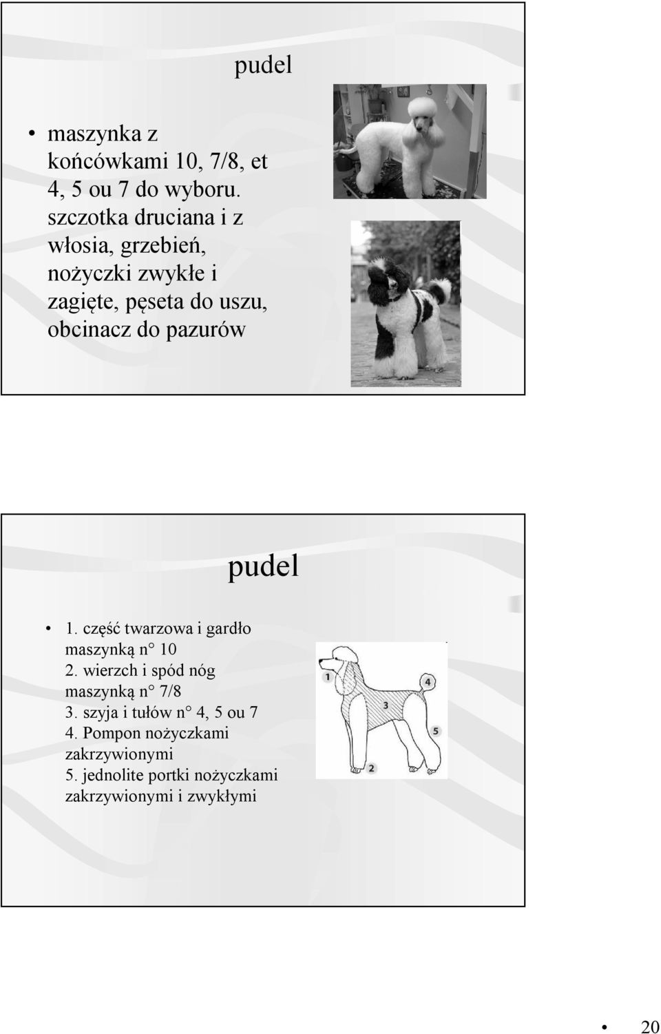 do pazurów pudel 1. część twarzowa i gardło maszynką n 10 2.
