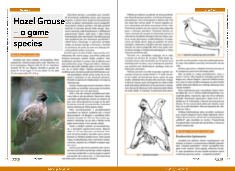 Grouse a game species HAZEL