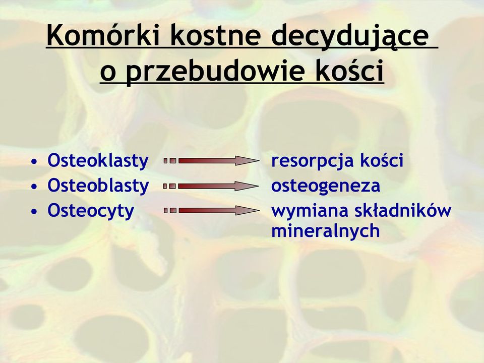 Osteoblasty Osteocyty resorpcja