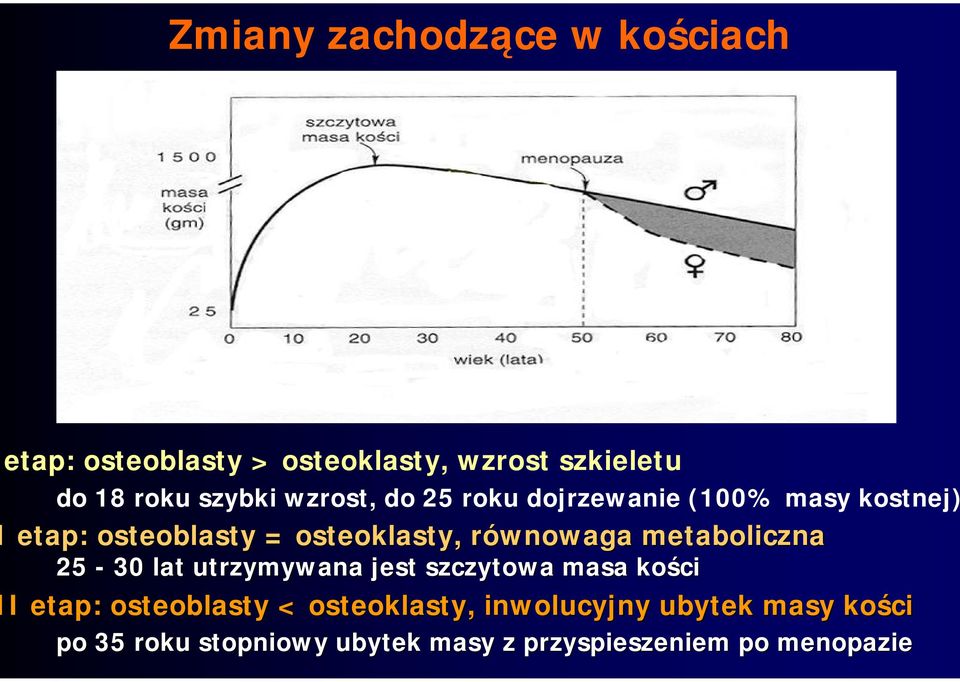 równowaga metaboliczna 25-30 lat utrzymywana jest szczytowa masa kości II etap: osteoblasty <