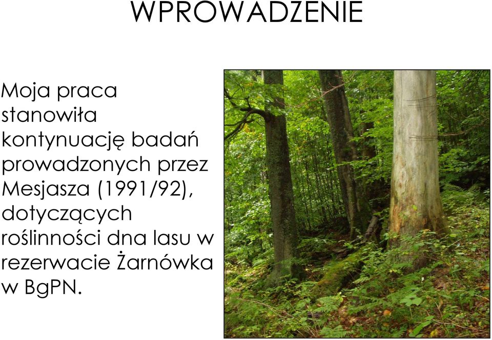 dotyczących roślinności dna lasu w