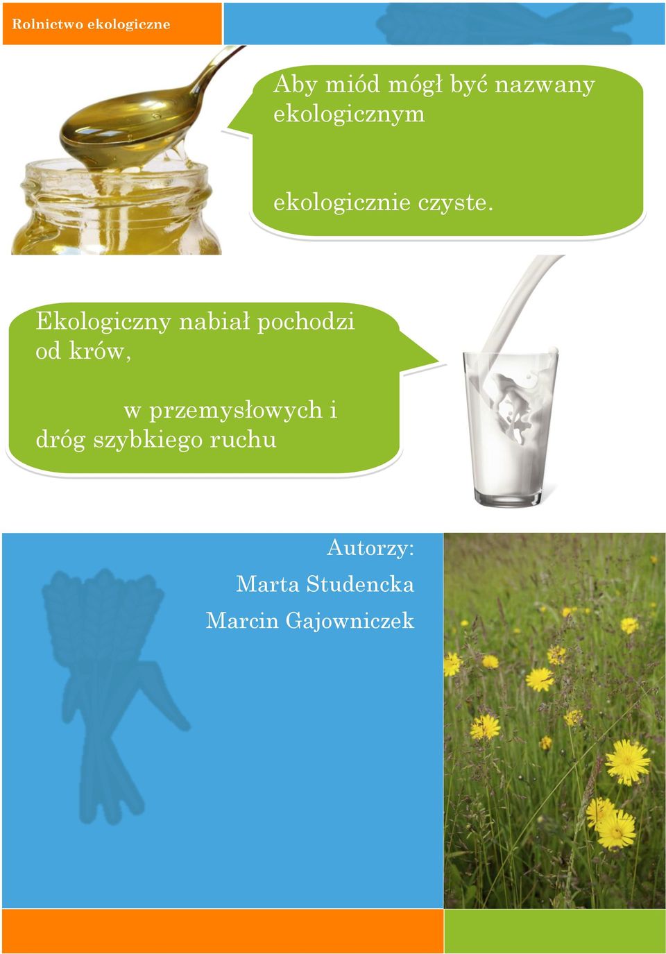 Ekologiczny nabiał pochodzi od krów, w