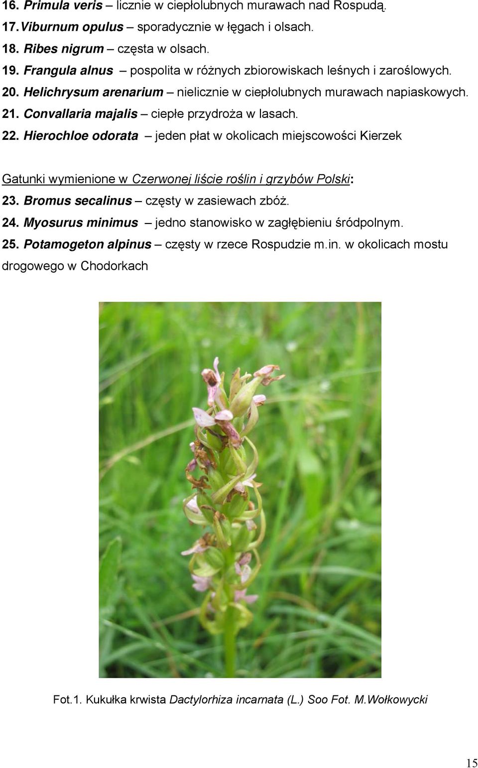 Convallaria majalis ciepłe przydroża w lasach. 22. Hierochloe odorata jeden płat w okolicach miejscowości Kierzek Gatunki wymienione w Czerwonej liście roślin i grzybów Polski: 23.