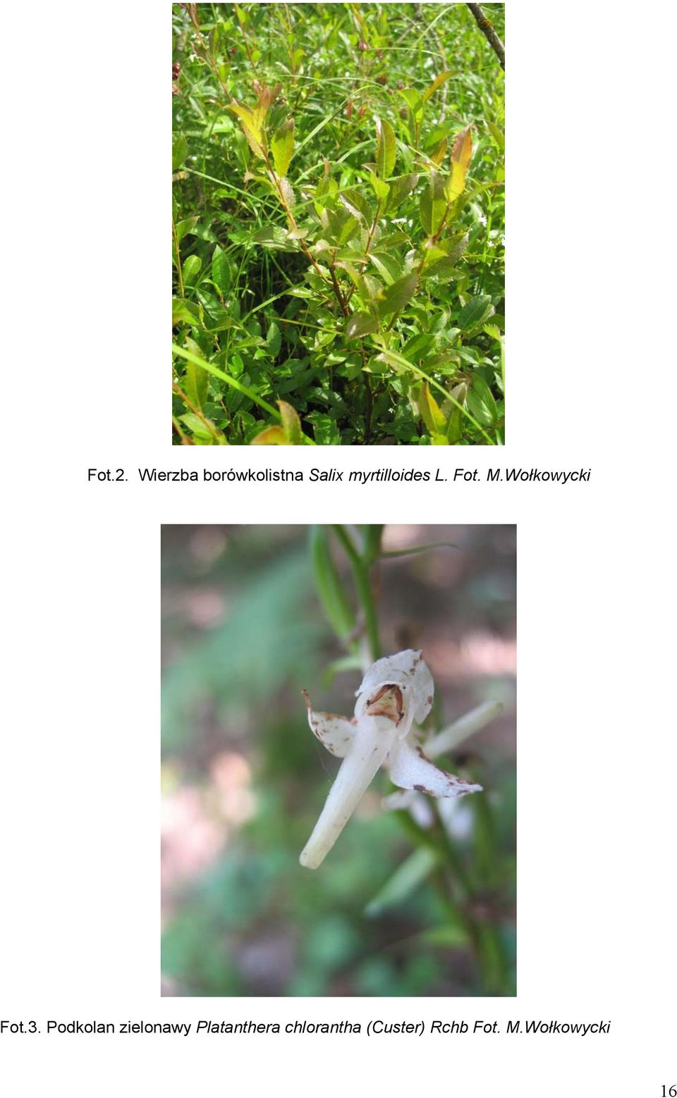 myrtilloides L. Fot. M.Wołkowycki Fot.