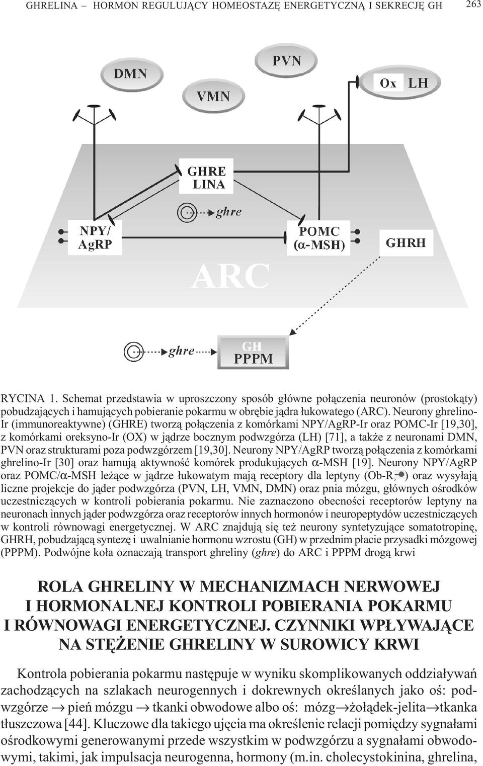 Neurony ghrelino- Ir (immunoreaktywne) (GHRE) tworz¹ po³¹czenia z komórkami NPY/AgRP-Ir oraz POMC-Ir [19,30], z komórkami oreksyno-ir (OX) w j¹drze bocznym podwzgórza (LH) [71], a tak e z neuronami