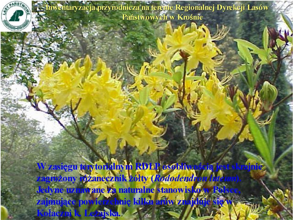 różanecznik żółty (Rododendron luteum).