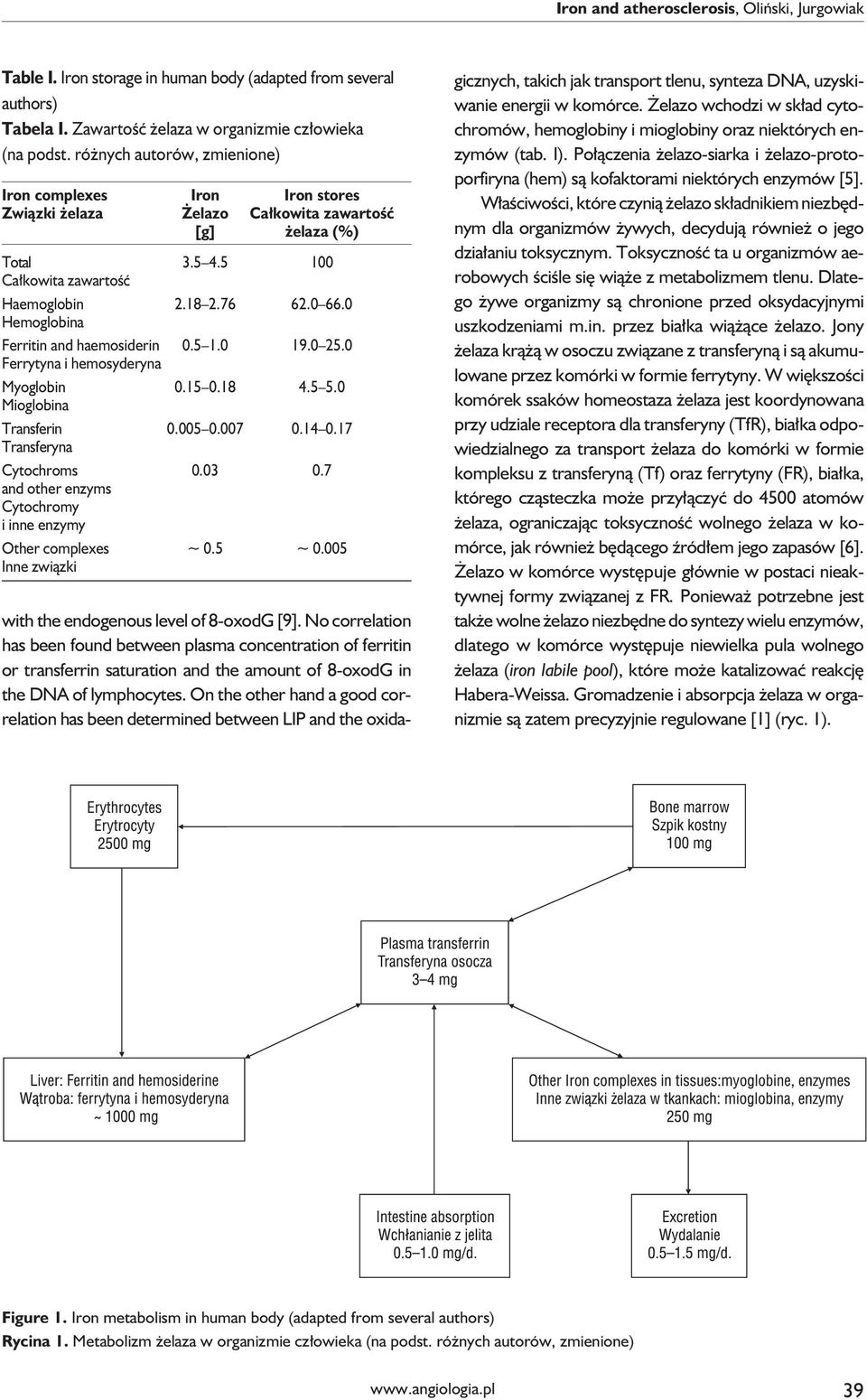 0 Hemoglobina Ferritin and haemosiderin 0.5 1.0 19.0 25.0 Ferrytyna i hemosyderyna Myoglobin 0.15 0.18 4.5 5.0 Mioglobina Transferin 0.005 0.007 0.14 0.17 Transferyna Cytochroms 0.03 0.