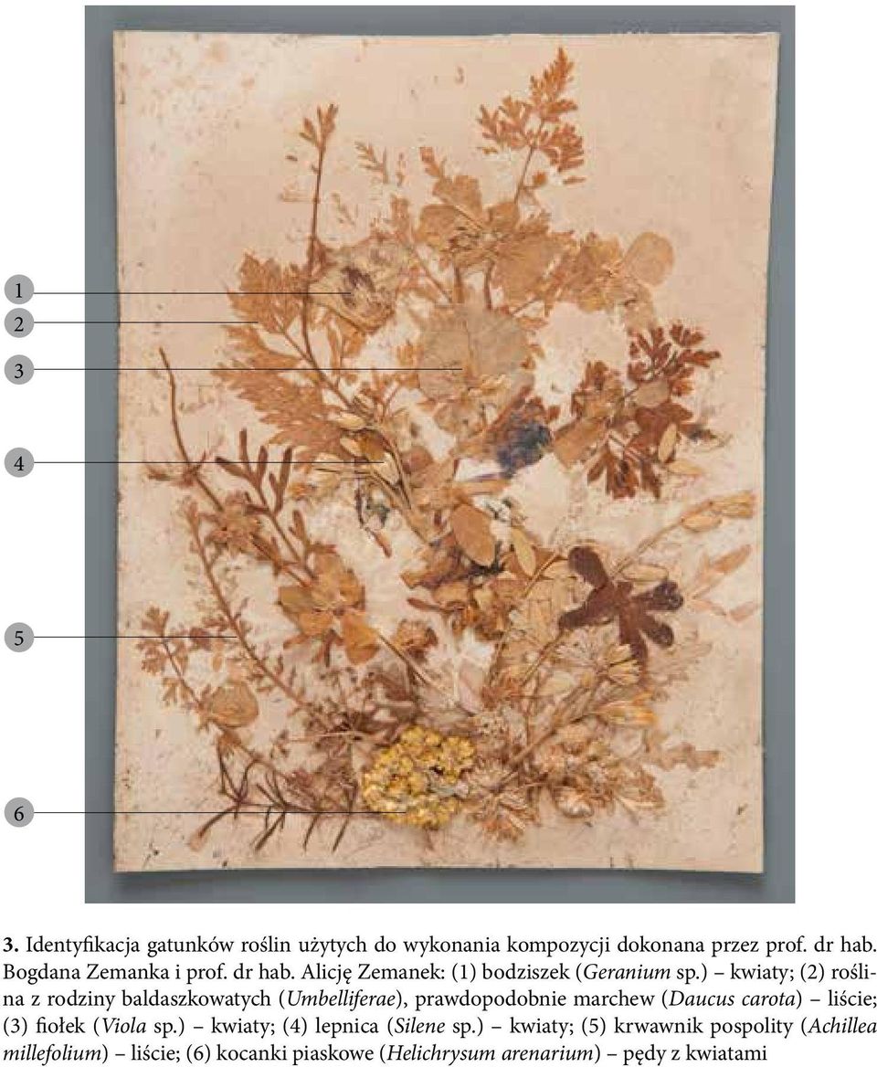) kwiaty; (2) roślina z rodziny baldaszkowatych (Umbelliferae), prawdopodobnie marchew (Daucus carota) liście; (3)