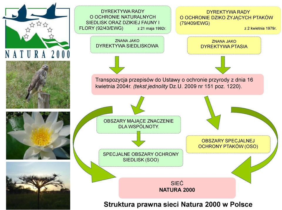 ZNANA JAKO DYREKTYWA SIEDLISKOWA ZNANA JAKO DYREKTYWA PTASIA Transpozycja przepisów do Ustawy o ochronie przyrody z dnia 16 kwietnia