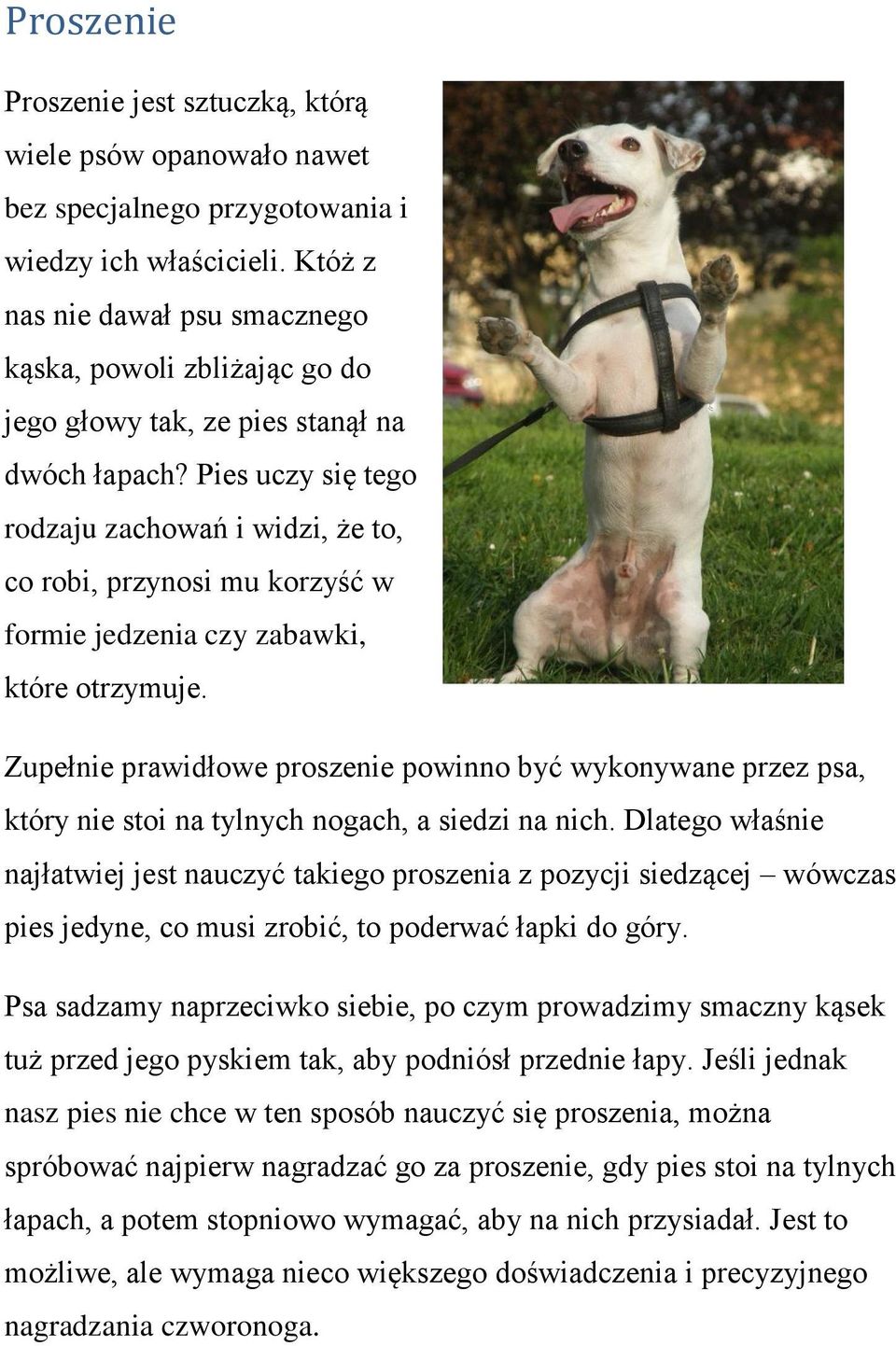 Pies uczy się tego rodzaju zachowań i widzi, że to, co robi, przynosi mu korzyść w formie jedzenia czy zabawki, które otrzymuje.