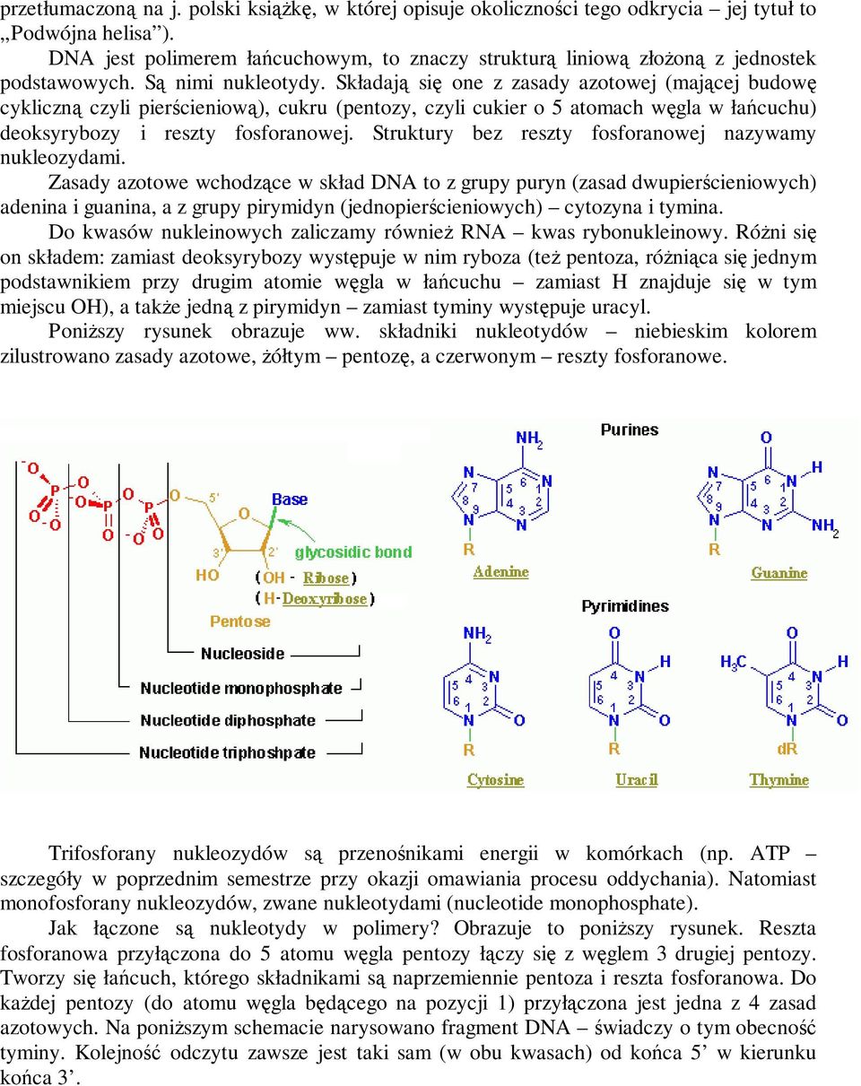 Składają się one z zasady azotowej (mającej budowę cykliczną czyli pierścieniową), cukru (pentozy, czyli cukier o 5 atomach węgla w łańcuchu) deoksyrybozy i reszty fosforanowej.