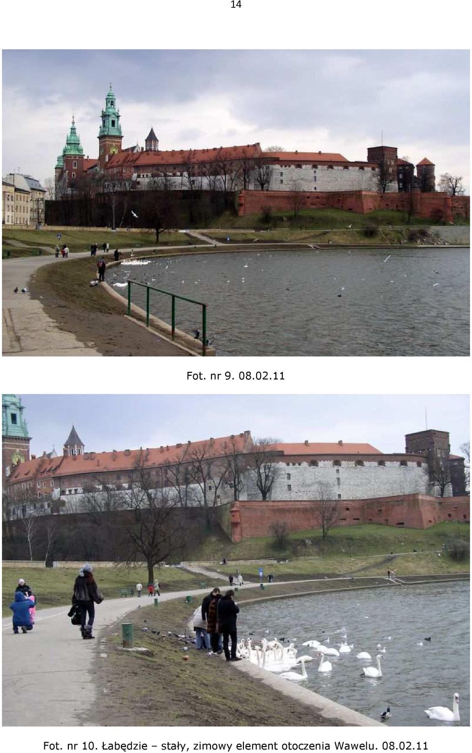 Łabędzie stały, zimowy