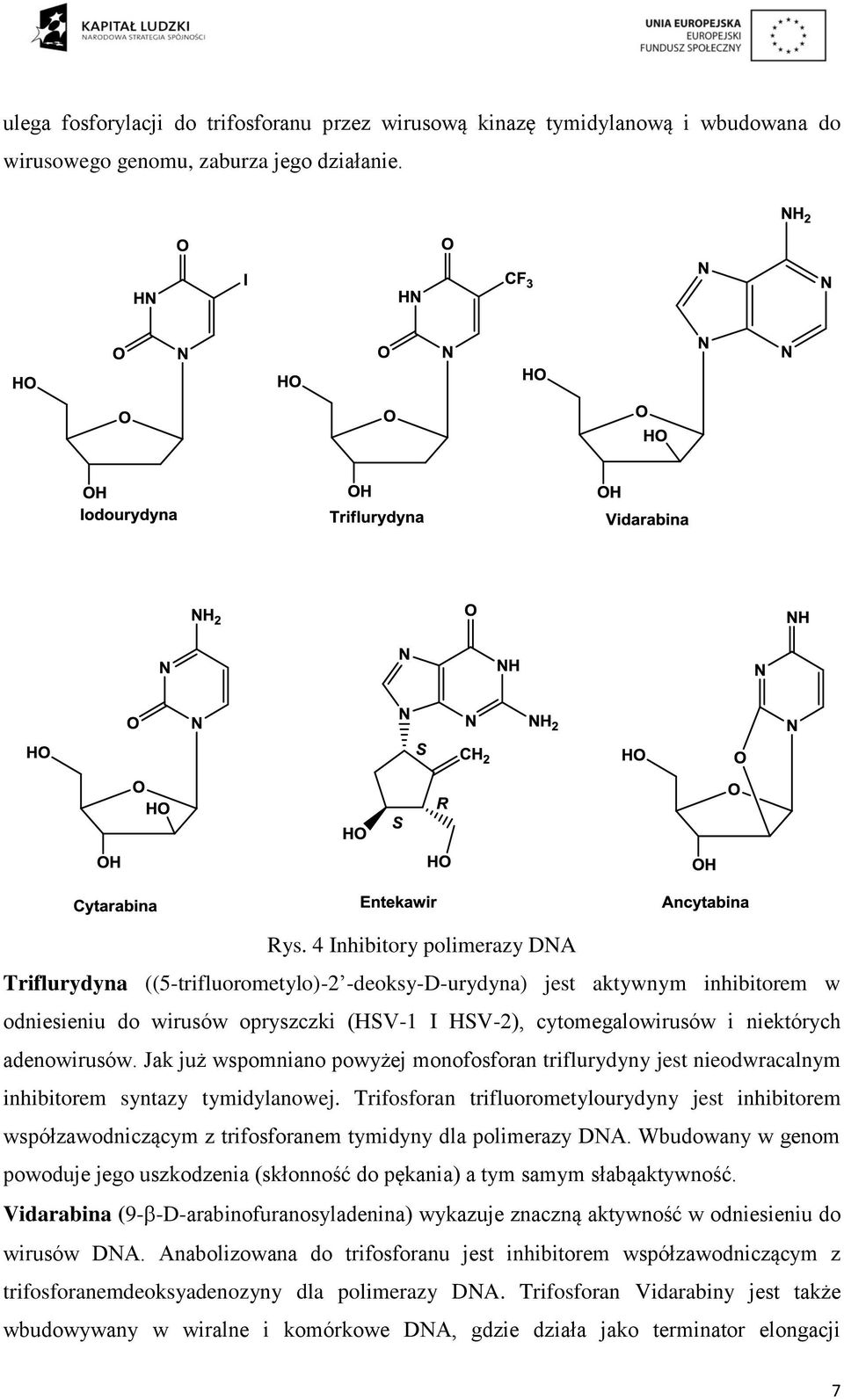 adenowirusów. Jak już wspomniano powyżej monofosforan triflurydyny jest nieodwracalnym inhibitorem syntazy tymidylanowej.