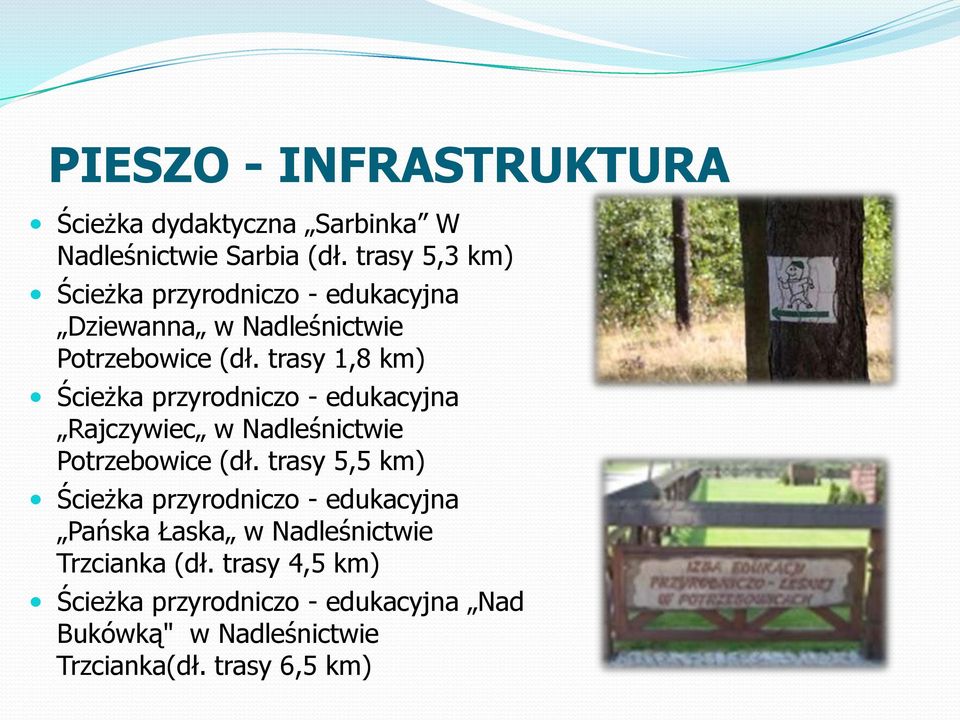 trasy 1,8 km) Ścieżka przyrodniczo - edukacyjna Rajczywiec w Nadleśnictwie Potrzebowice (dł.