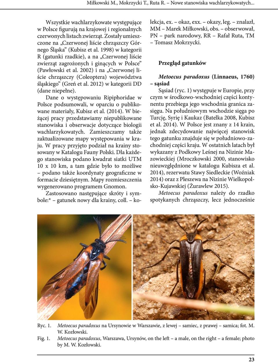 2002) i na Czerwonej liście chrząszczy (Coleoptera) województwa śląskiego (Greń et al. 2012) w kategorii DD (dane niepełne).