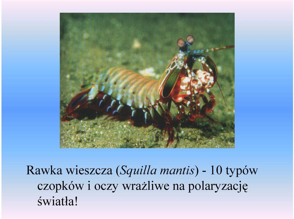 typów czopków i oczy