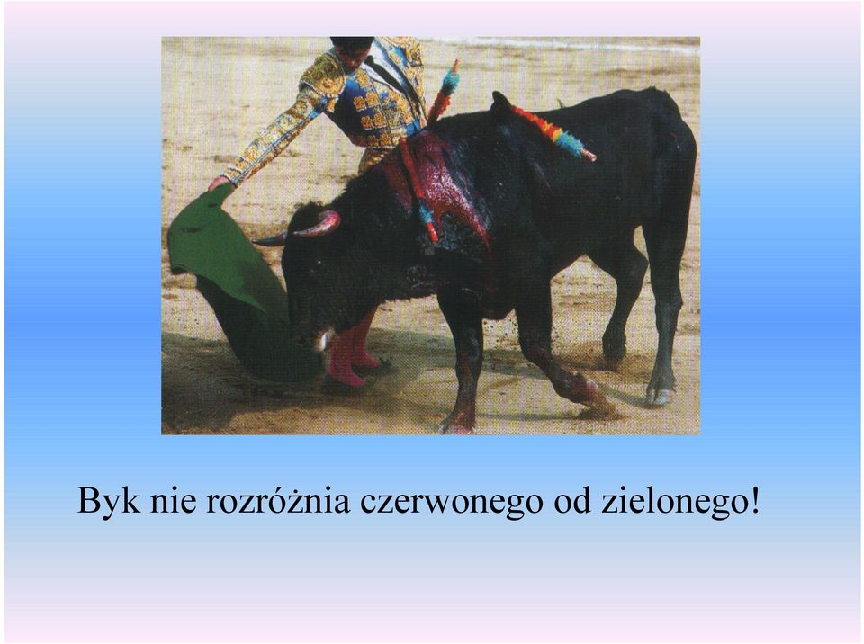 czerwonego
