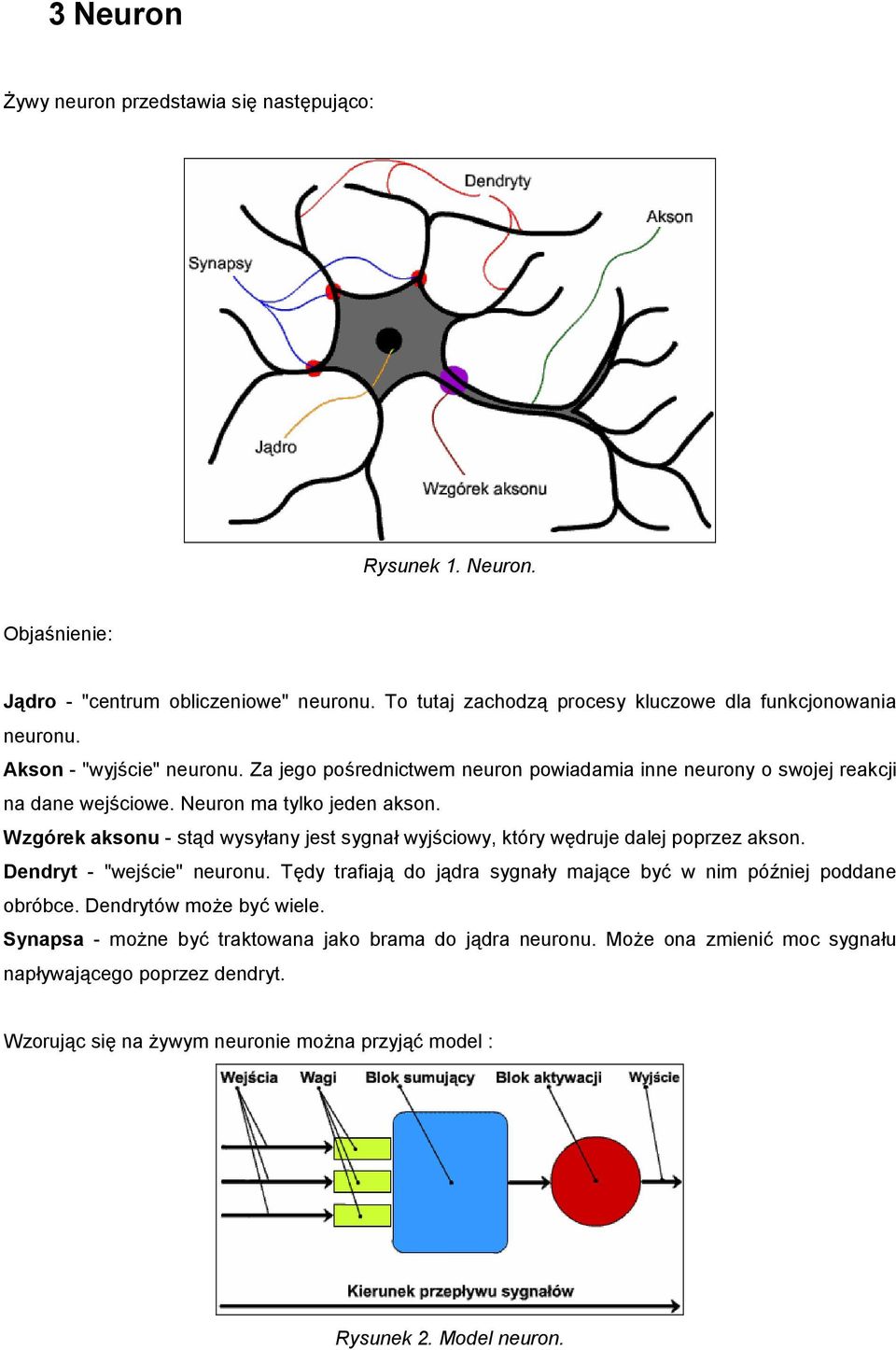 Wzgórek aksonu - st:d wysyany jest sygna wyj;ciowy, który w2druje dalej poprzez akson. Dendryt - "wej;cie" neuronu.