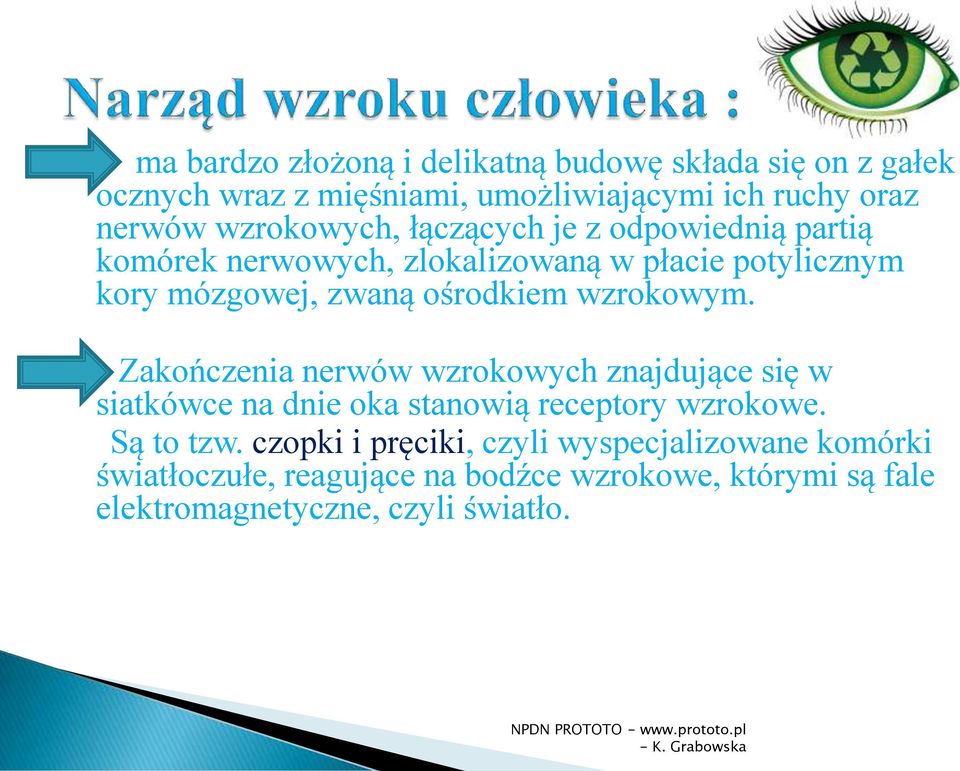 ośrodkiem wzrokowym. Zakończenia nerwów wzrokowych znajdujące się w siatkówce na dnie oka stanowią receptory wzrokowe. Są to tzw.