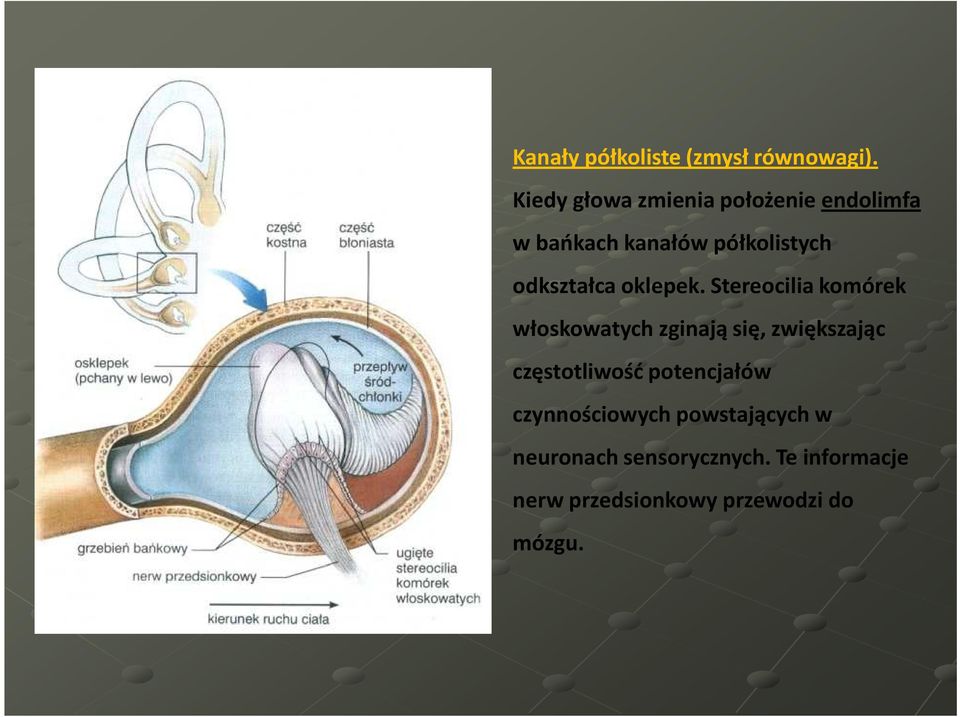 odkształca oklepek.