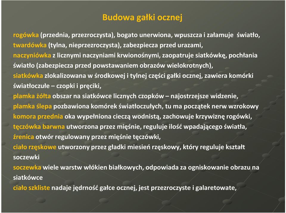 światłoczułe czopki i pręciki, plamka żółta obszar na siatkówce licznych czopków najostrzejsze widzenie, plamka ślepa pozbawiona komórek światłoczułych, tu ma początek nerw wzrokowy komora przednia