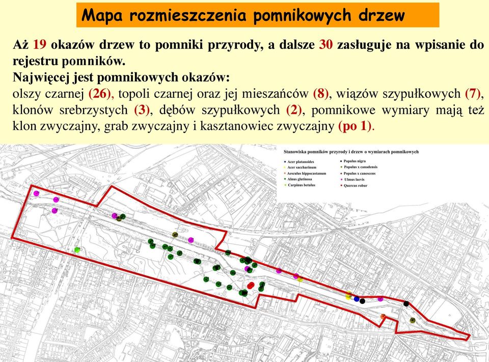 Najwięcej jest pomnikowych okazów: olszy czarnej (26), topoli czarnej oraz jej mieszańców (8),