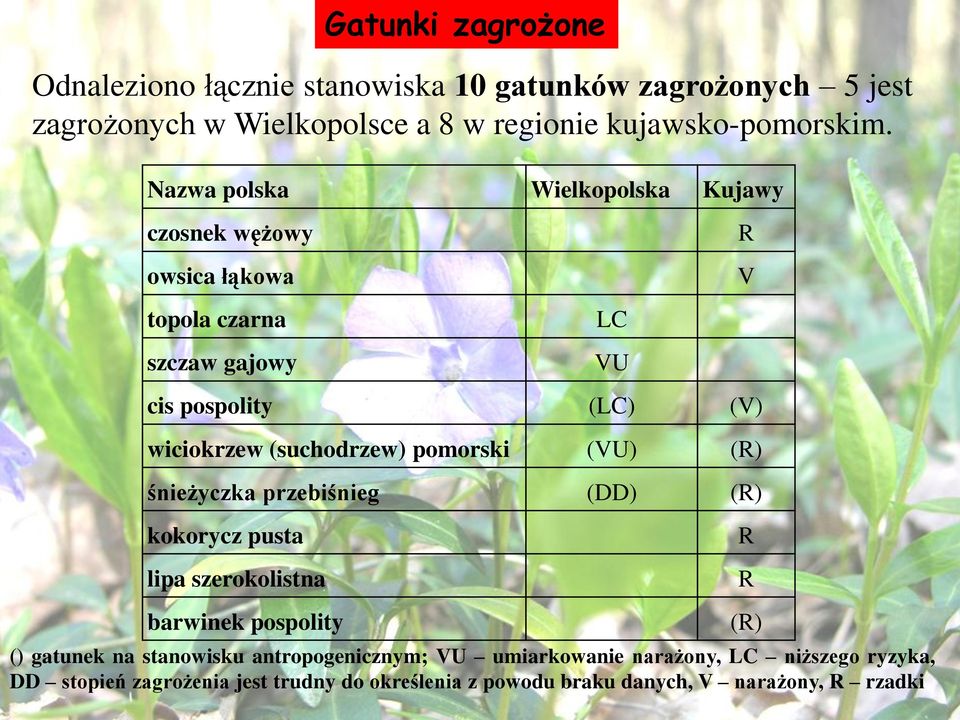 (suchodrzew) pomorski (VU) (R) śnieżyczka przebiśnieg (DD) (R) kokorycz pusta lipa szerokolistna R R barwinek pospolity () gatunek na stanowisku