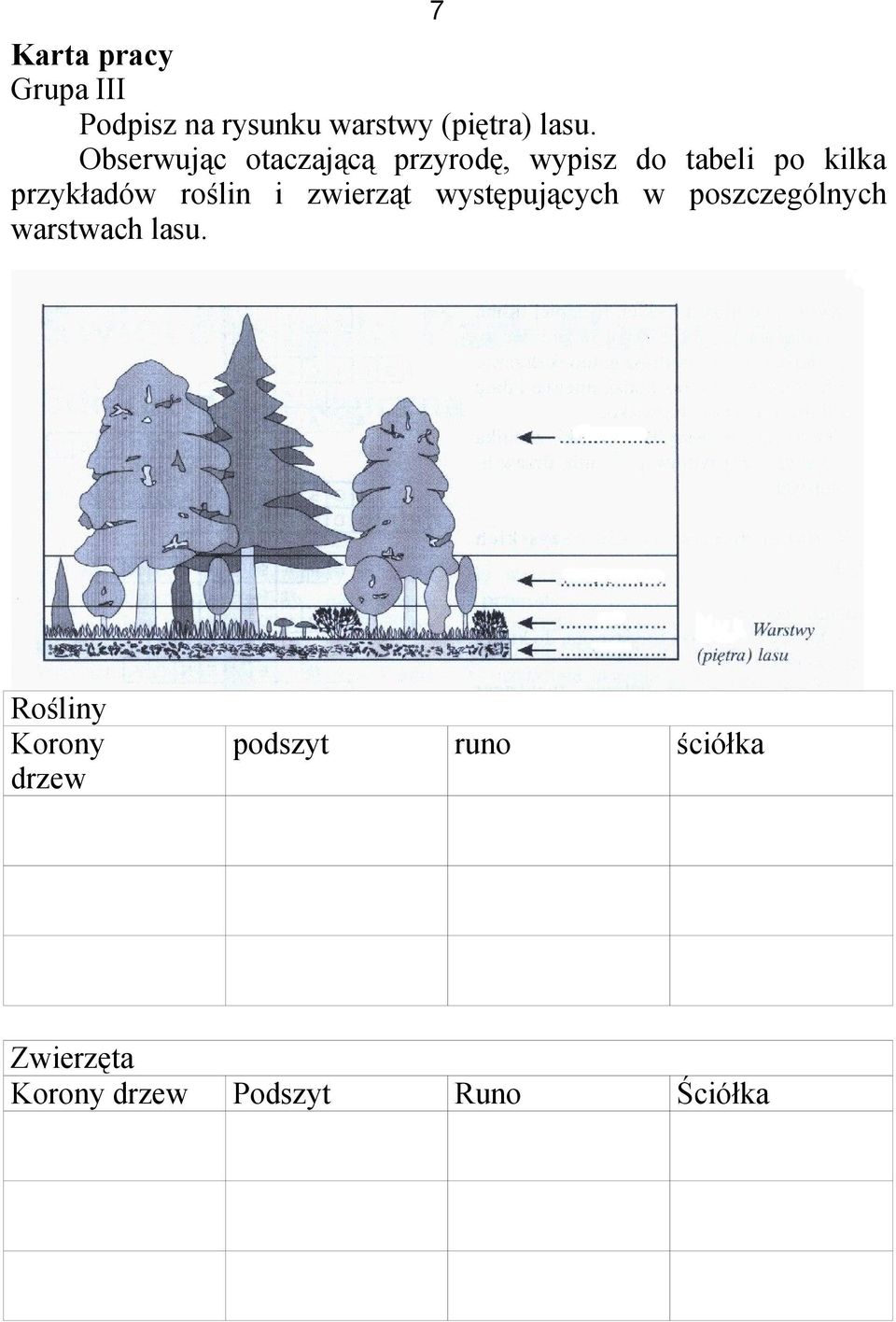 roślin i zwierząt występujących w poszczególnych warstwach lasu.