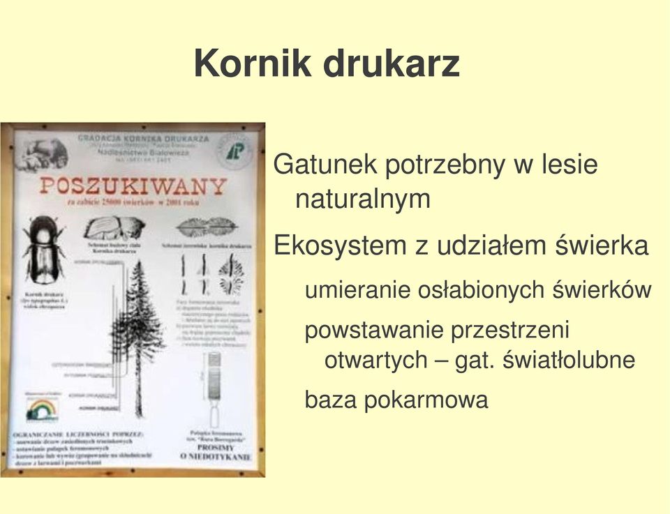 umieranieosłabionychświerków
