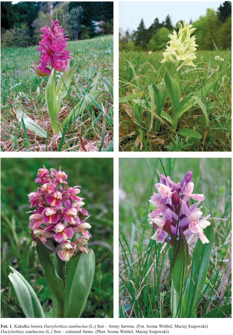 Iwona Wróbel, Maciej Szajowski) Dactylorhiza
