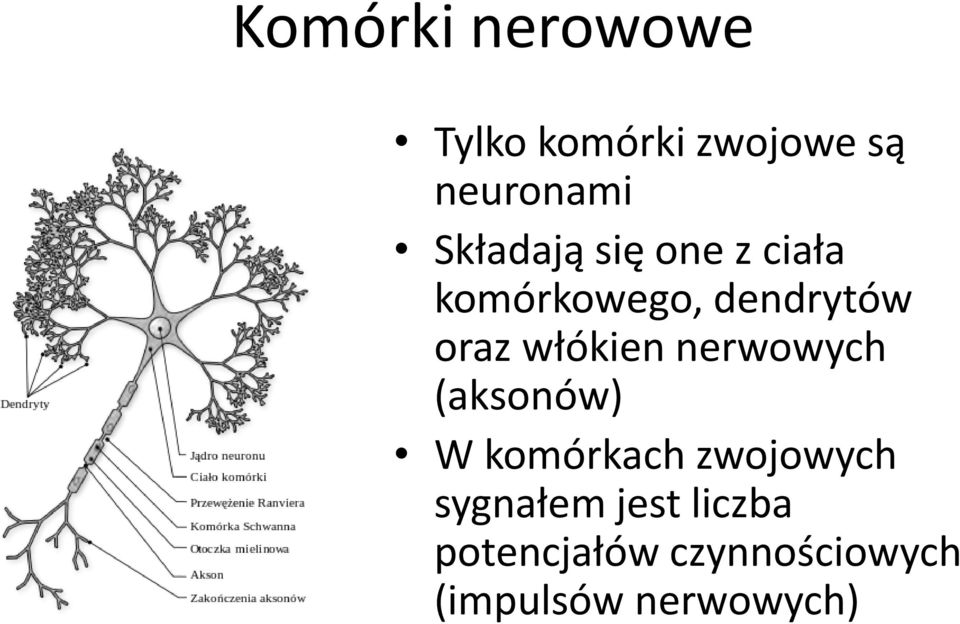 włókien nerwowych (aksonów) W komórkach zwojowych