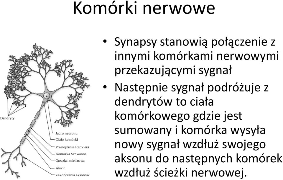 dendrytów to ciała komórkowego gdzie jest sumowany i komórka wysyła