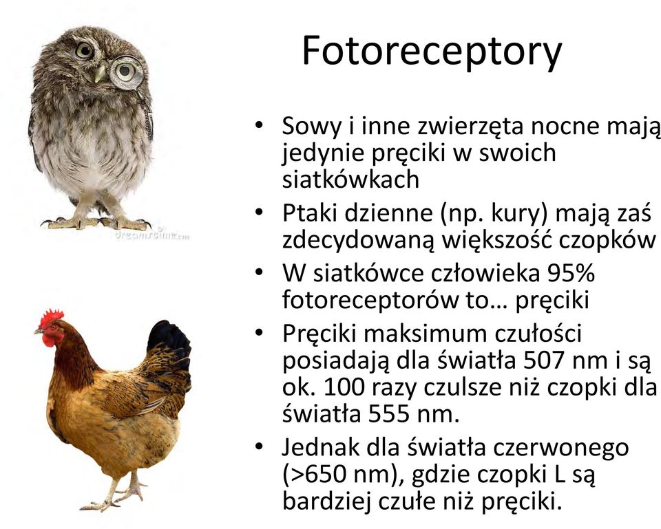 pręciki Pręciki maksimum czułości posiadają dla światła 507 nm i są ok.