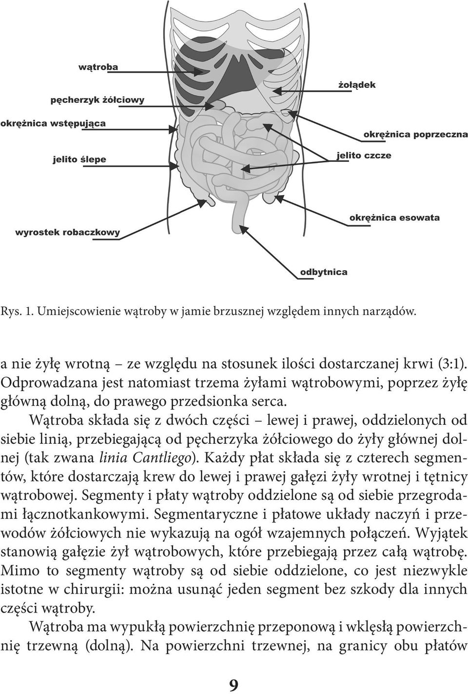 Wątroba składa się z dwóch części lewej i prawej, oddzielonych od siebie linią, przebiegającą od pęcherzyka żółciowego do żyły głównej dolnej (tak zwana linia Cantliego).