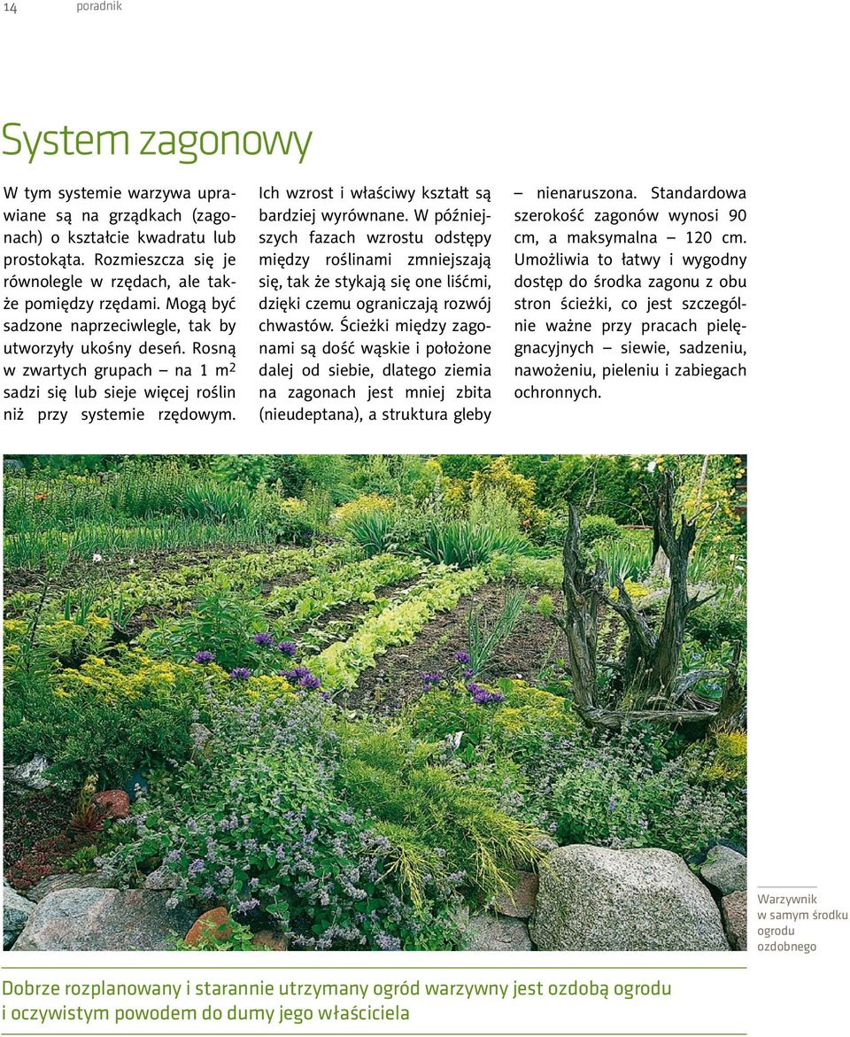 Ich wzrost i właściwy kształt są bardziej wyrównane. W późniejszych fazach wzrostu odstępy między roślinami zmniejszają się, tak że stykają się one liśćmi, dzięki czemu ograniczają rozwój chwastów.