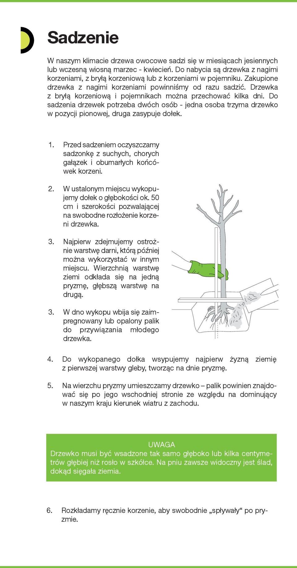 Drzewka z bryłą korzeniową i pojemnikach można przechować kilka dni. Do sadzenia drzewek potrzeba dwóch osób - jedna osoba trzyma drzewko w pozycji pionowej, druga zasypuje dołek. 1.