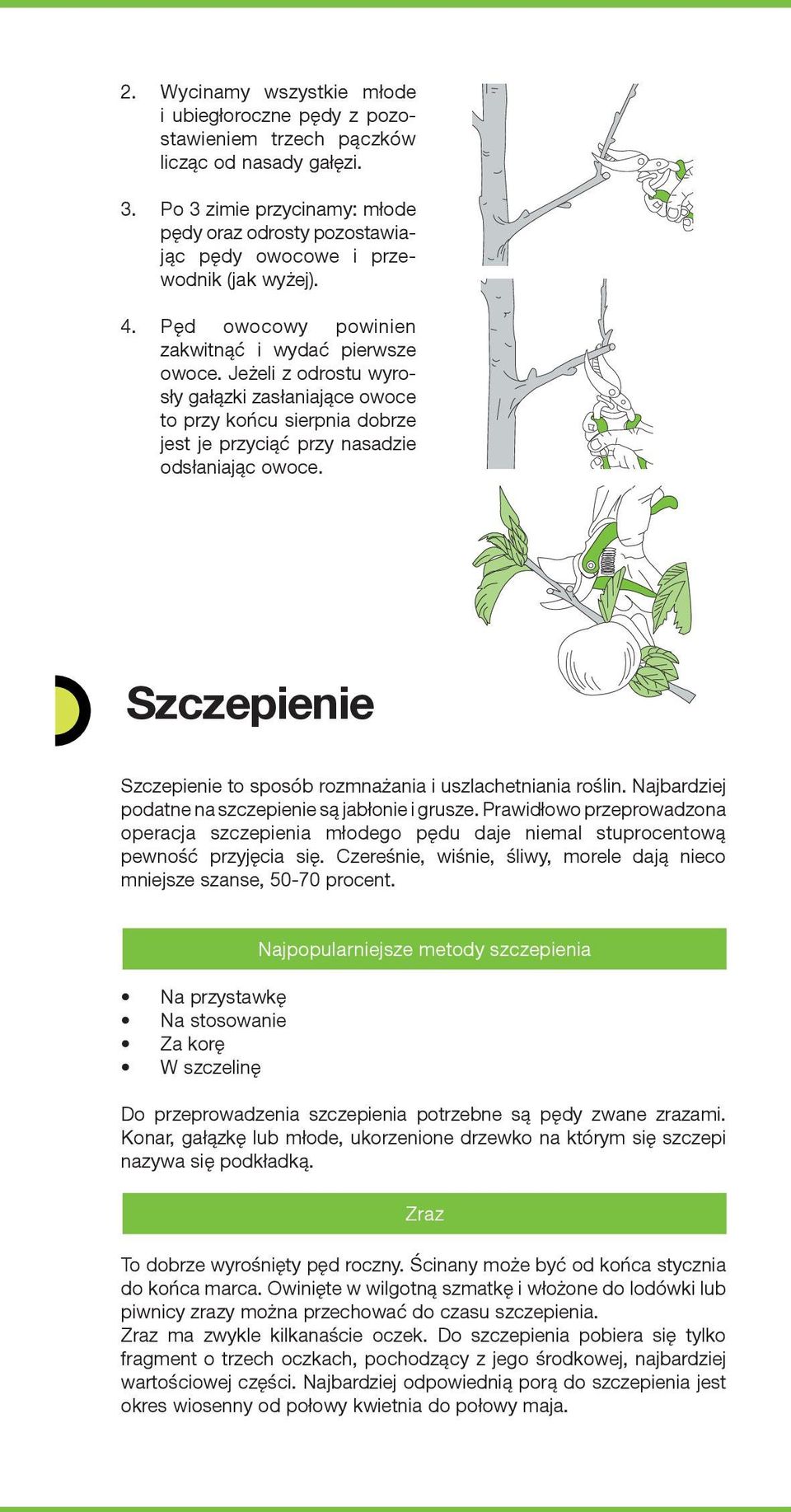 Jeżeli z odrostu wyrosły gałązki zasłaniające owoce to przy końcu sierpnia dobrze jest je przyciąć przy nasadzie odsłaniając owoce.