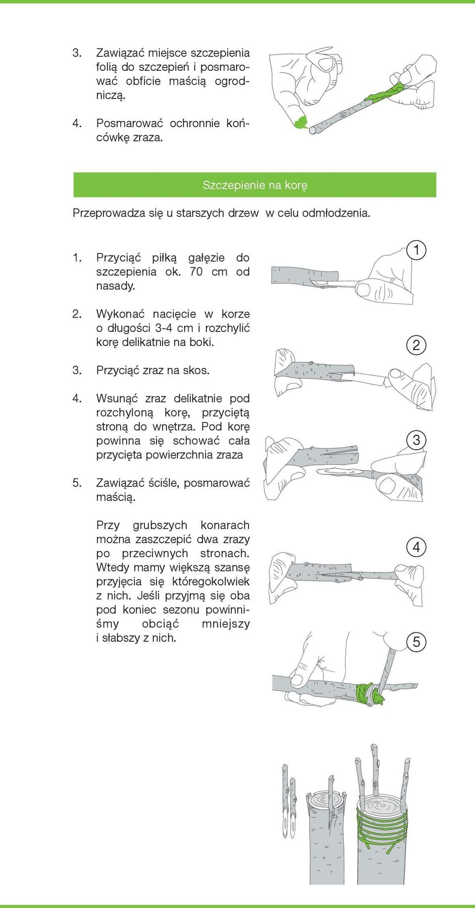 Wykonać nacięcie w korze o długości 3-4 cm i rozchylić korę delikatnie na boki. 3. Przyciąć zraz na skos. 4. Wsunąć zraz delikatnie pod rozchyloną korę, przyciętą stroną do wnętrza.