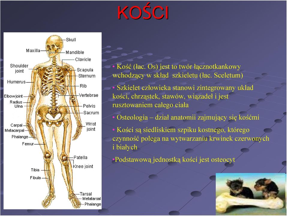 rusztowaniem całego ciała Osteologia dział anatomii zajmujący się kośćmi Kości są siedliskiem
